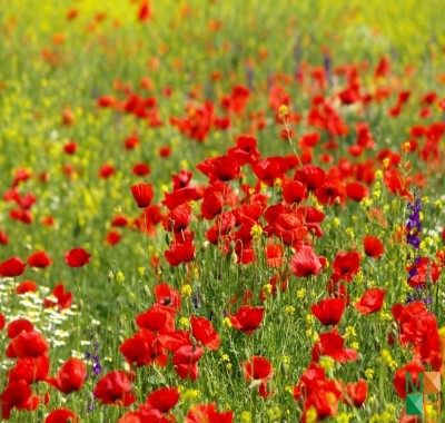 Tranh dán tường Hàn Quốc 3D FW - 251